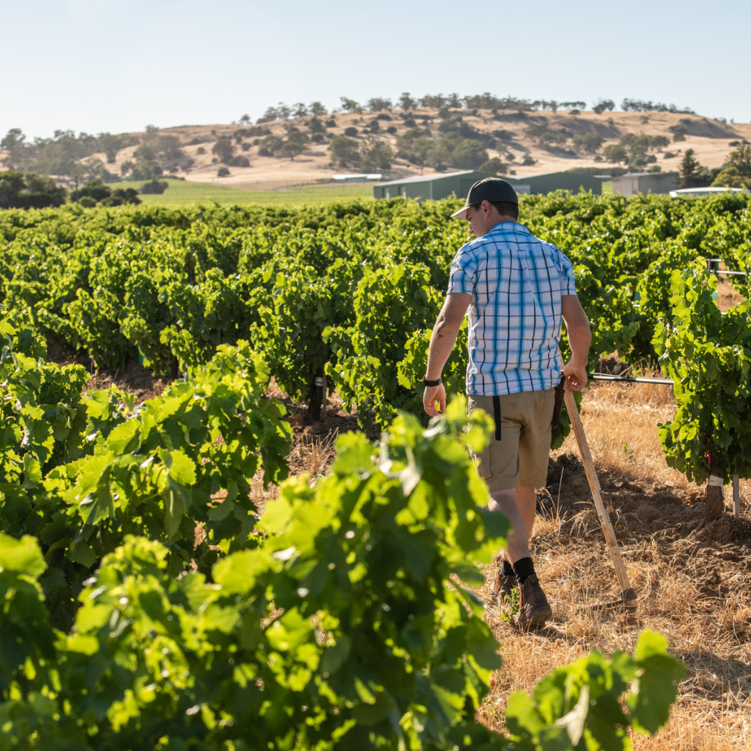 Vinya Vella 2023 Offer